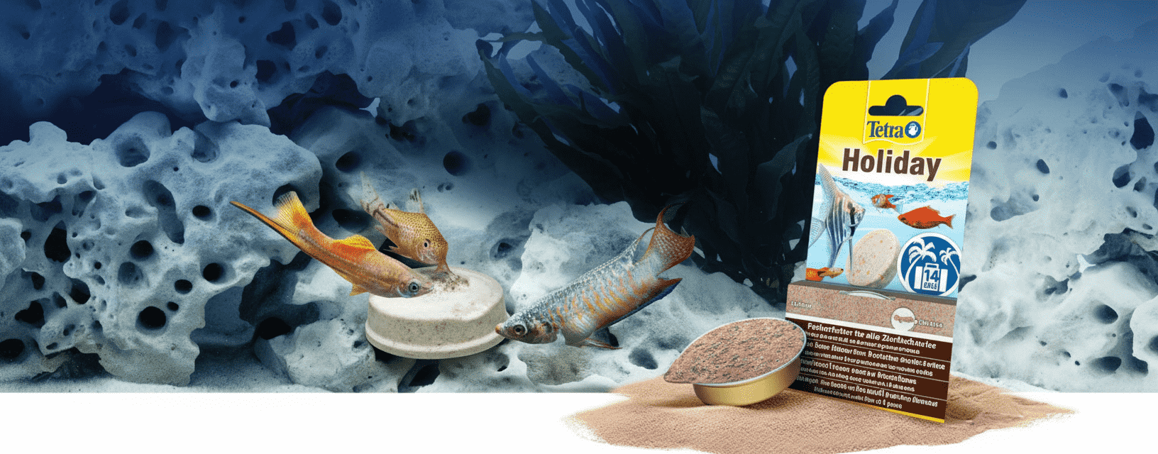 Tetra holiday