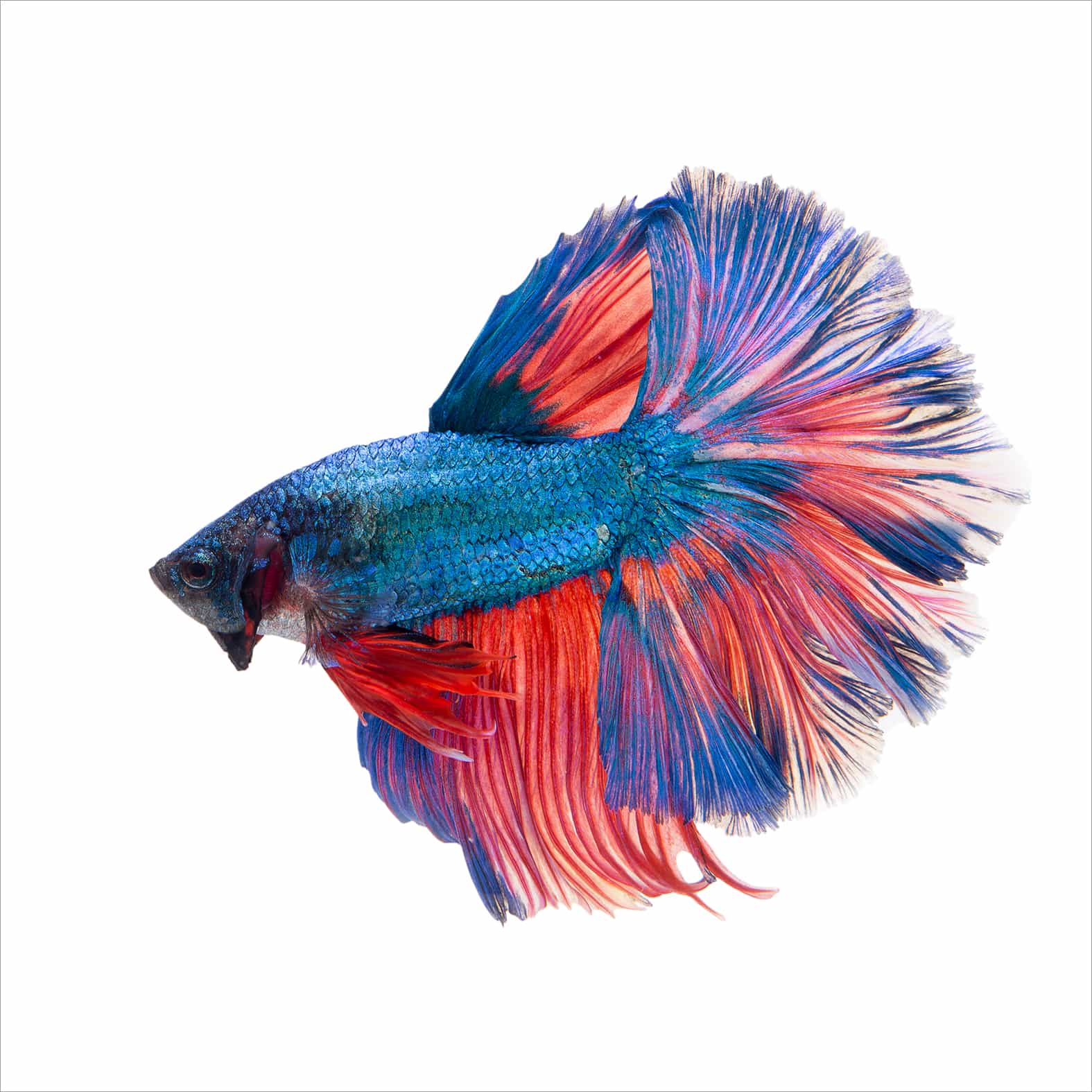 poisson combattant