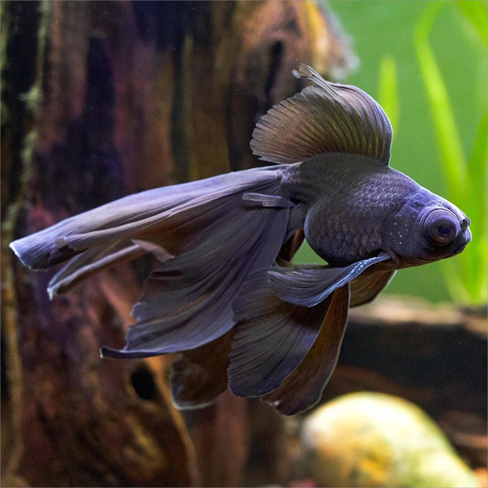 Amazonia - poisson télescope