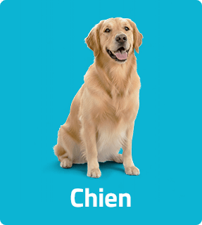 chien amazonia