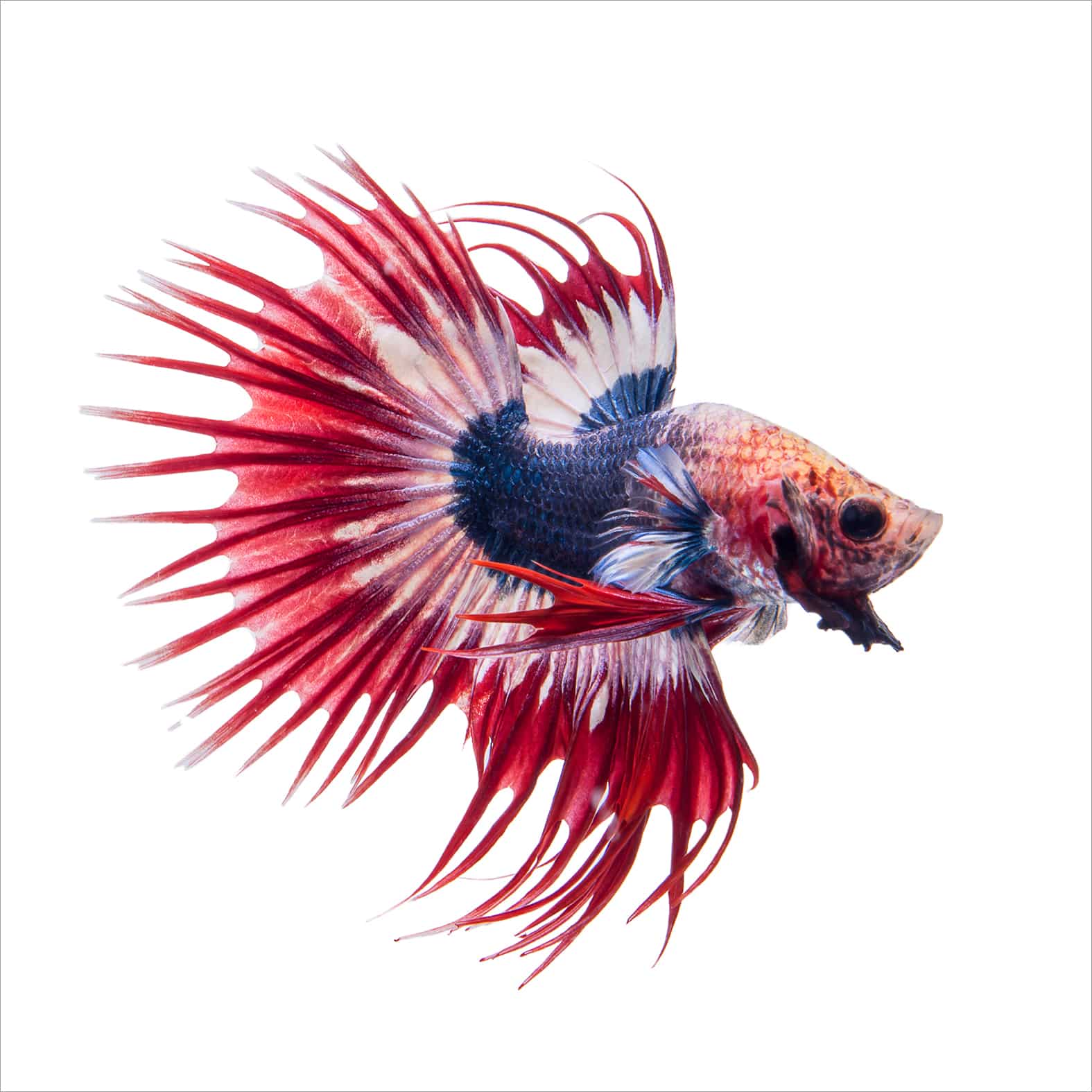 poisson combattant