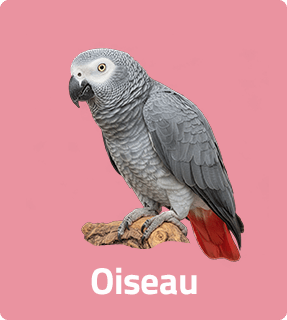 oiseau perroquet amazonia
