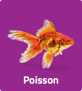 poisson amazonia